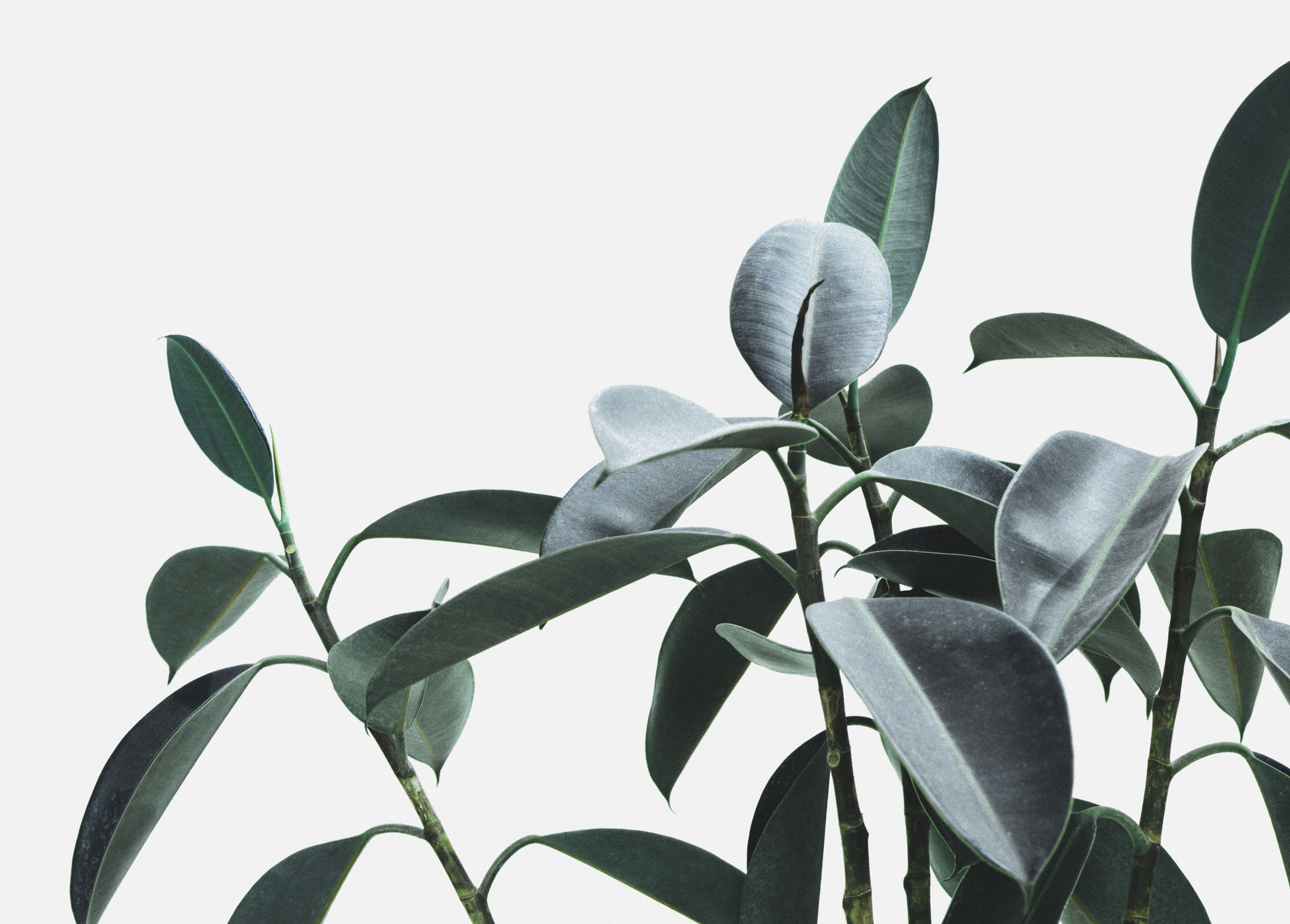 Fresh laurel leaves growing in Turkey