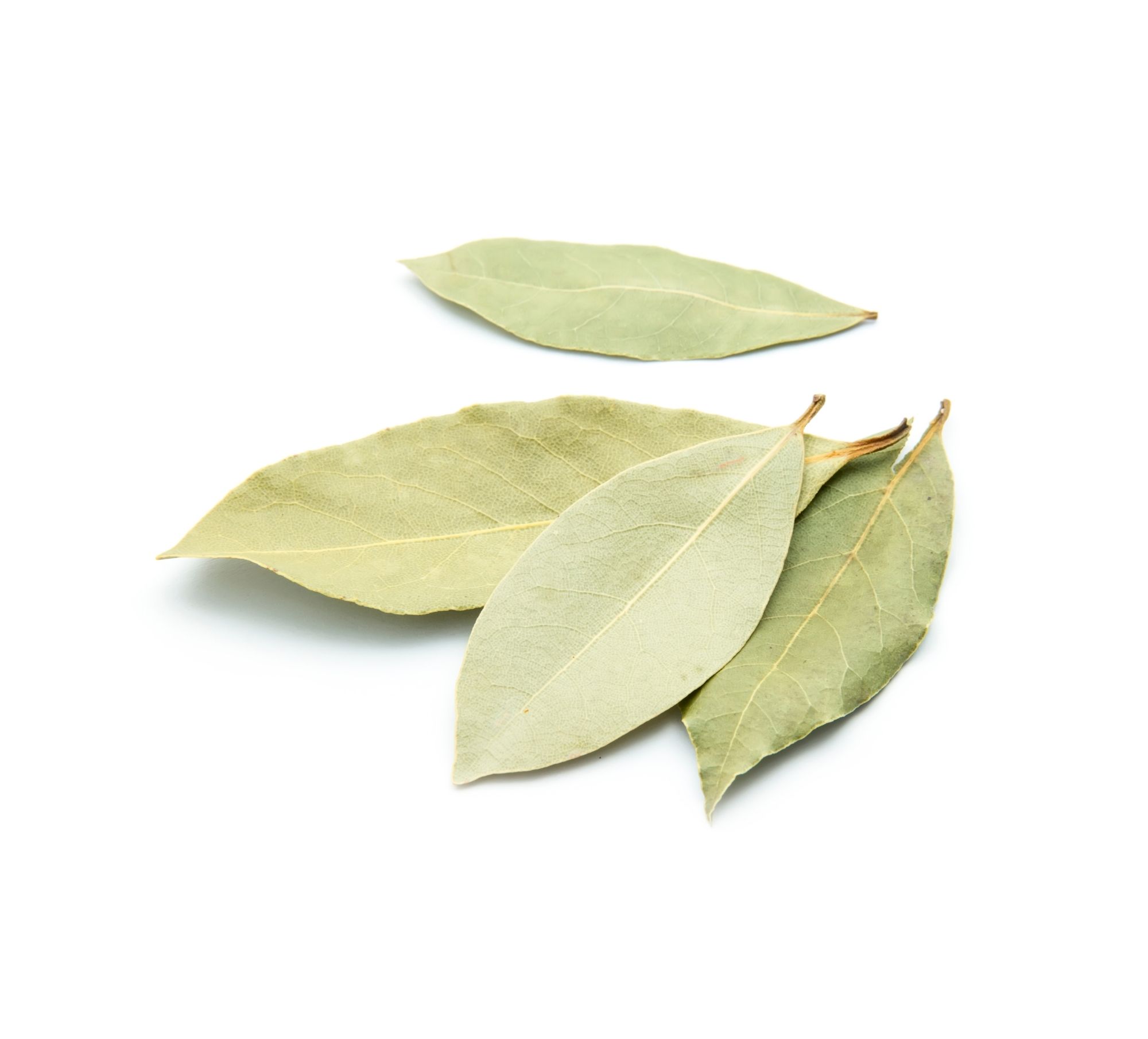 Dried Turkish laurel leaves — Mediterranean